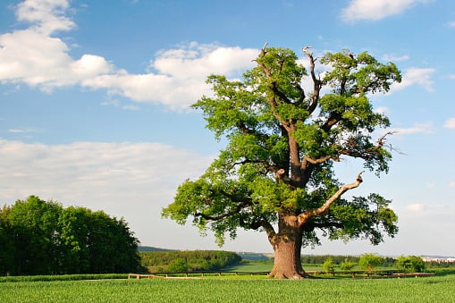  Mustard Tree 